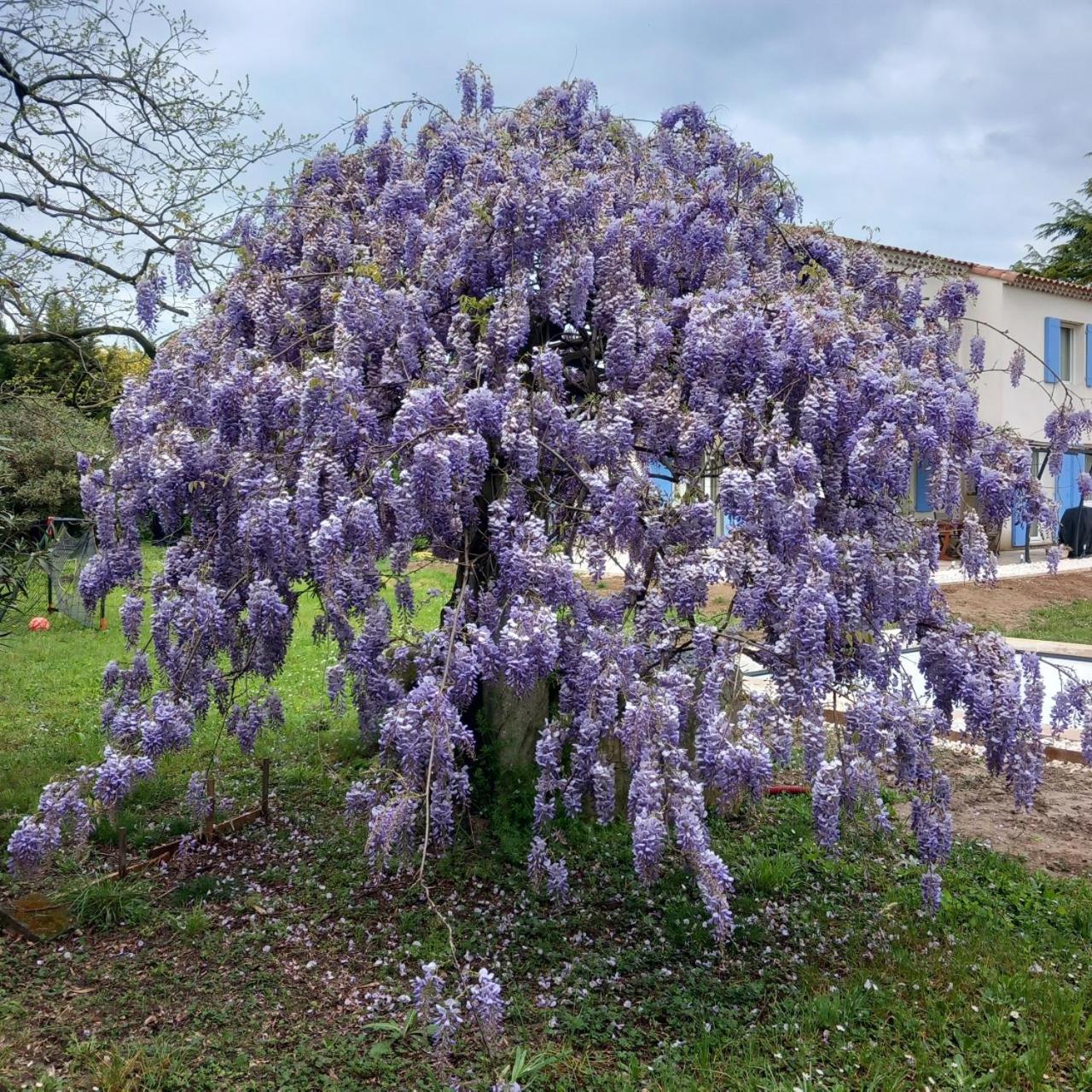 Le Petit Mas Des Alpilles En Provence